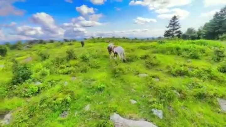 Wild ponies roam the scenic highlands, a unique ecological enigma of Virginia.