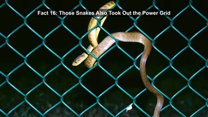 Invasive brown tree snake, an ecological threat causing unintended consequences.