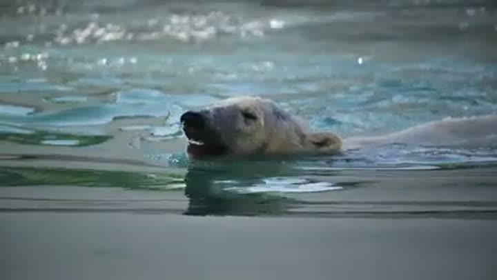 A polar bear gracefully swimming, adapted to Alaska's extreme cold environment.