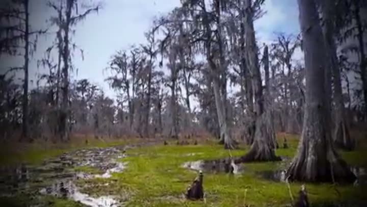 Dense, swampy forest with cypress trees, illustrating life deep in nature's embrace.