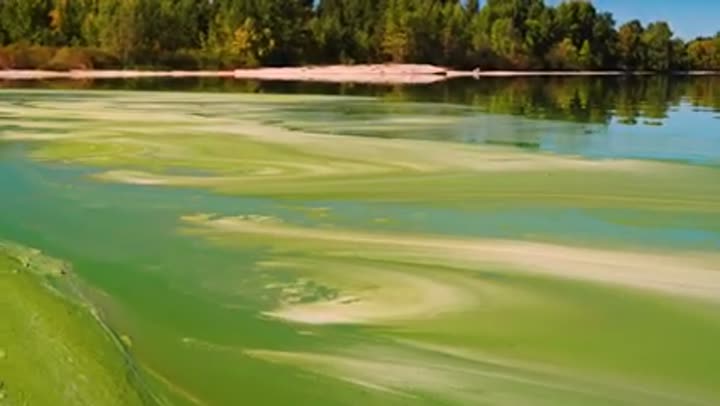 Vibrant green algae bloom covers a water body, a stark visual of environmental pollution.