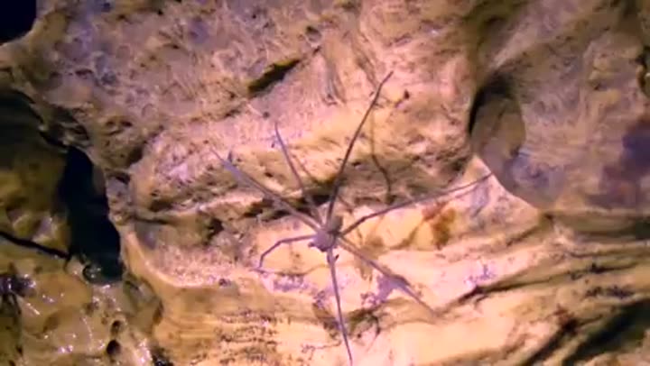 A unique cave spider, an example of life adapted to Arkansas's subterranean environments.